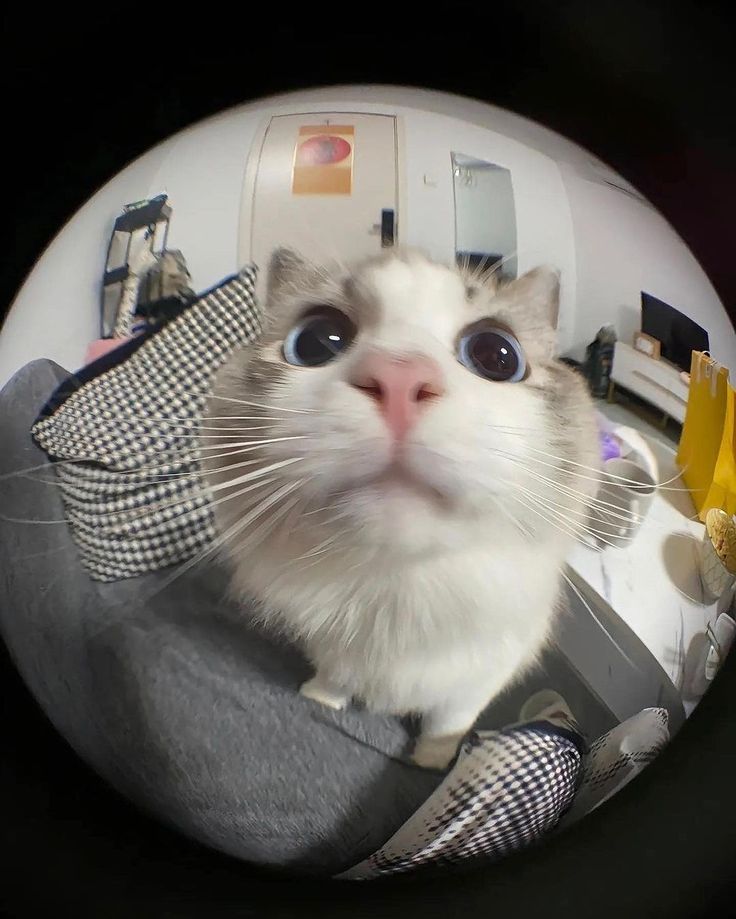 A cute kitty